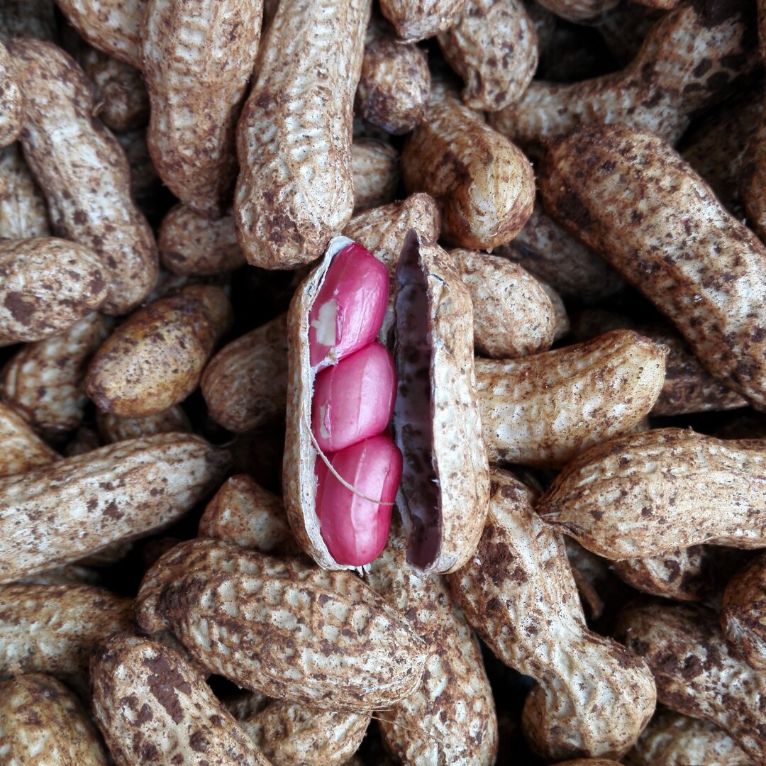 赶乡场代买云南元谋沙土新鲜花生3斤5斤任选磨浆最好带泥