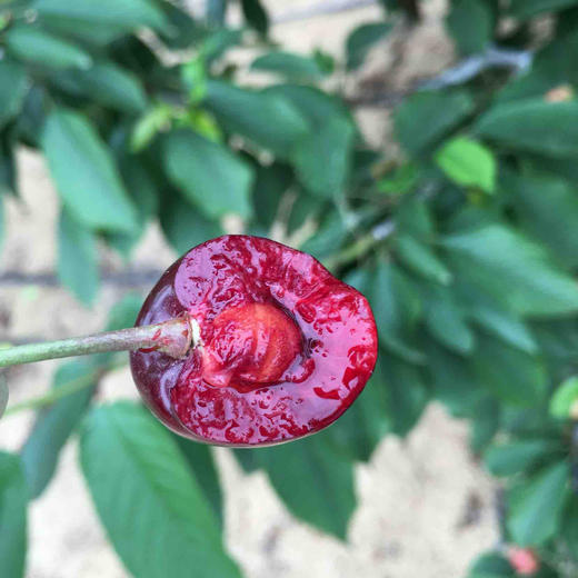 6月9日周四发货 黑珍珠5斤装预售 青小农