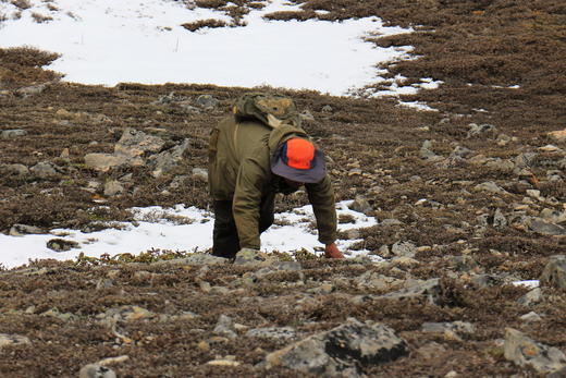 拍电影-69折清仓-10克自采冬虫夏草 商品图4