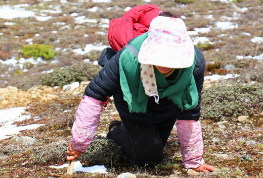 拍电影-69折清仓-10克自采冬虫夏草 商品图3