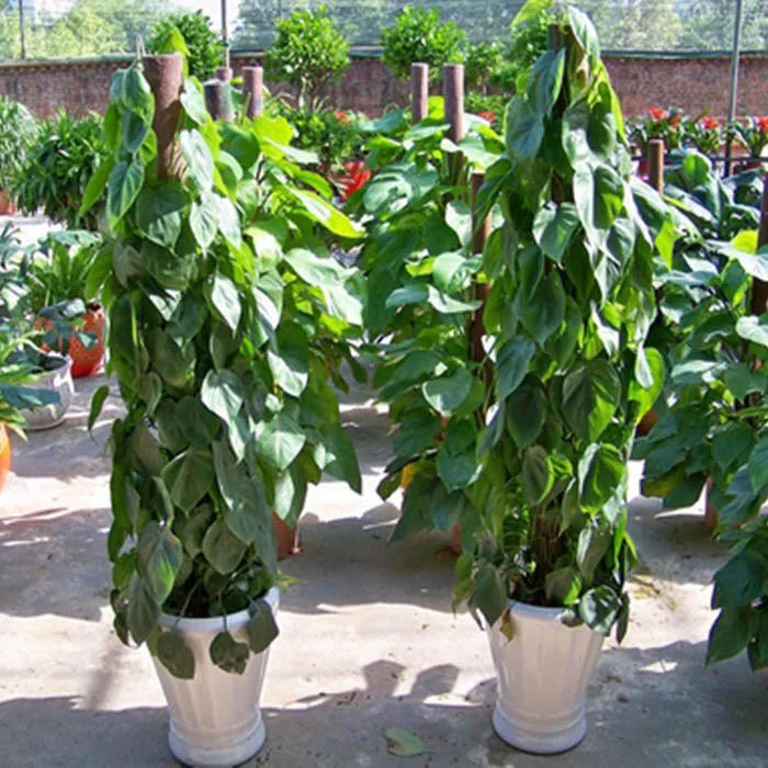 鸡心绿萝大盆栽