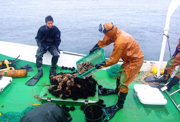 海胆生活在礁石缝隙中,想要吃到它们,只能人工捕捞,这个过程,也是一项
