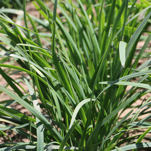 每日现割  农家韭菜 鲜嫩  色泽深绿  香味浓郁  做馅佳品  350g 商品图7