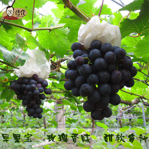 早黑宝4斤装马陆葡萄公园产地直供传伦有机葡萄新鲜水果