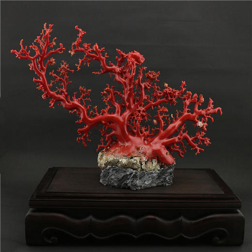 天然阿卡珊瑚树摆件
