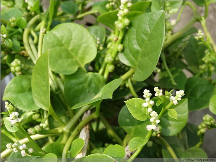 【小毛驴】肥嘟嘟大叶木耳菜500g/份 自然成熟