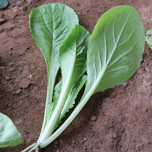 每日现摘密农人家农家小白菜新鲜叶菜清香味美甘甜多汁300g