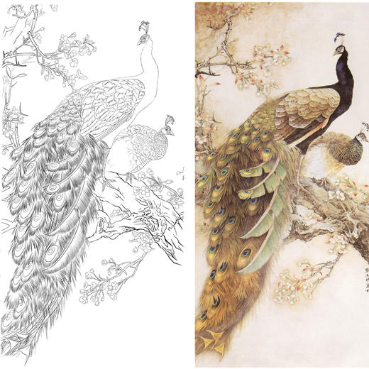 竖幅四尺六尺工笔花鸟白描底稿张玉明孔雀a098