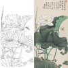 竖幅工笔花鸟白描底稿-于非闇-荷花蜻蜓-A079 商品缩略图0