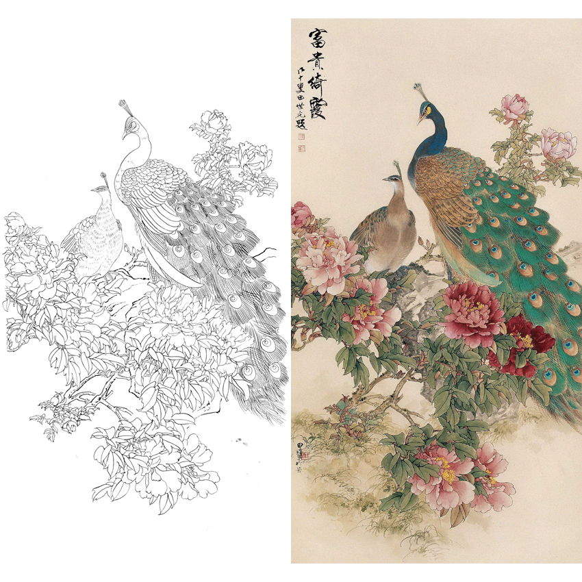 竖幅工笔花鸟白描底稿-田世光-牡丹孔雀-《富贵绮霞》-A081