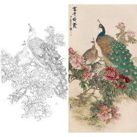 竖幅工笔花鸟白描底稿-田世光-牡丹孔雀-《富贵绮霞》-A081