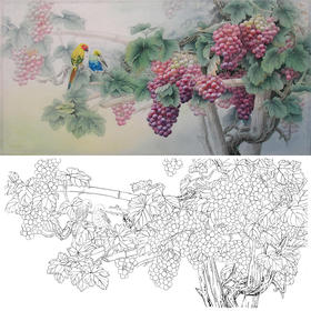 横幅四尺六尺工笔花鸟白描底稿-孙锡之-葡萄鹦鹉-A060