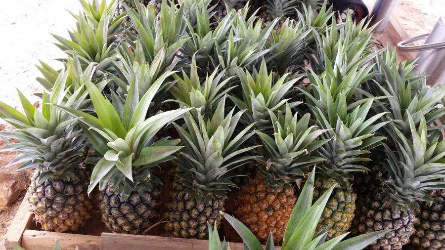 缅甸进口无眼水晶菠萝.单个四斤,绿色健康,口感酥嫩