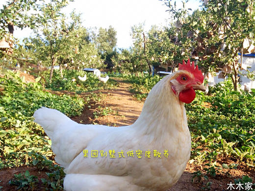 煲汤小柴鸡老母鸡 商品图3