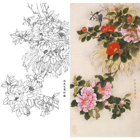 竖幅工笔花鸟白描底稿-梁燕生-山茶花-多种白描尺寸可选-A122