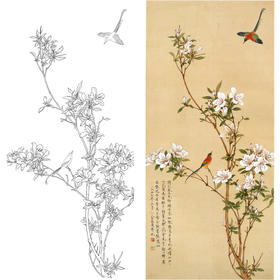 竖幅工笔花鸟白描底稿-俞致贞《杜鹃桐花凤》-多种白描尺寸可选-A093