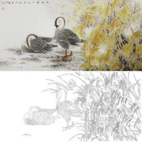 横幅四尺六尺工笔花鸟白描底稿-天鹅-A137