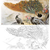 横幅工笔花鸟白描底稿-张玉明-孔雀-A141 商品缩略图0