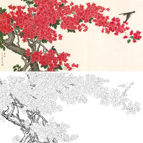 横幅四尺六尺工笔花鸟白描底稿-三角梅-A164