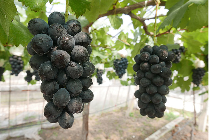 夏黑 早黑宝 - 传伦葡萄旗舰店