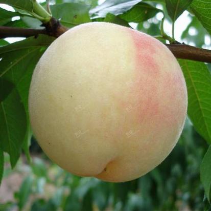 宁波奉化水蜜桃孕妇都能吃得水果