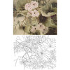 工笔花鸟白描底稿-贾广健-荷花-斗方小品册页-A195 商品缩略图0