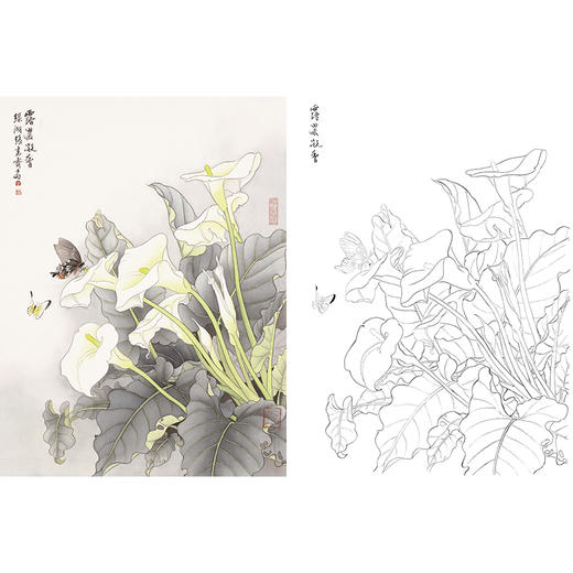 工笔花鸟白描底稿-张克齐花卉-马蹄莲花-斗方小品册页-A203 商品图0