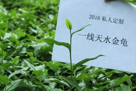 戏球2016私人定制 （一线天水金龟 120g 花香/花果香）
