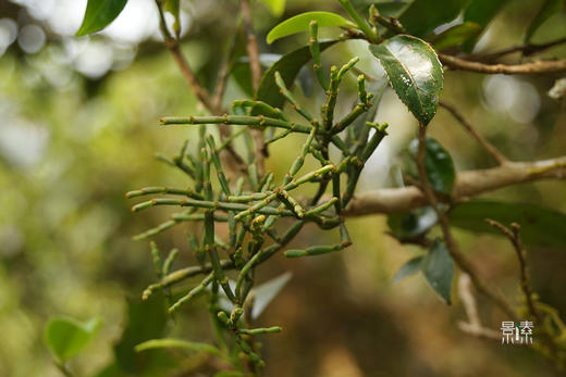 景迈山古茶园里的“茶茸”——螃蟹脚（50克） 商品图0