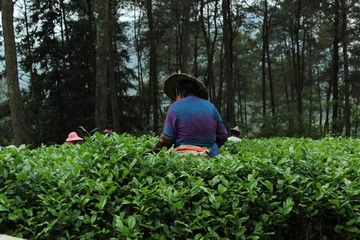 戏球2016私人定制 （一线天肉桂 120g 花果香/花香） 商品图1