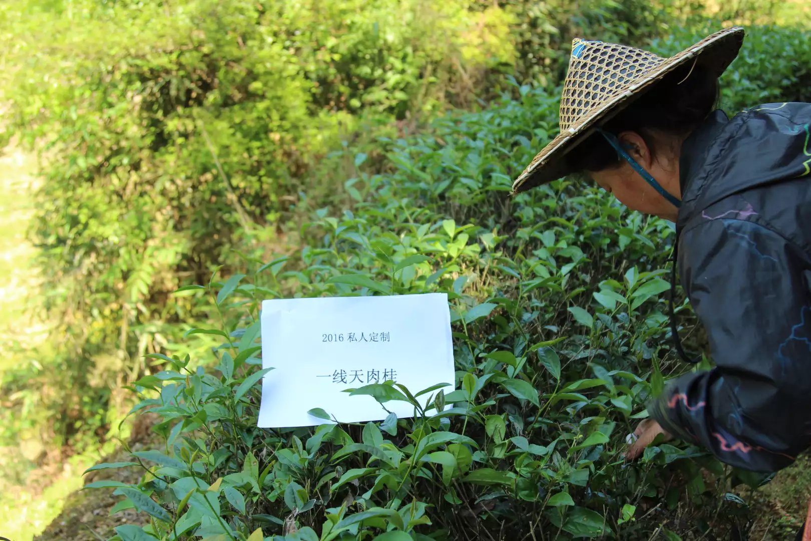 戏球2016私人定制 （一线天肉桂 120g 花果香/花香）