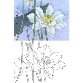 工笔花鸟白描底稿-荷花-斗方小品册页-A238
