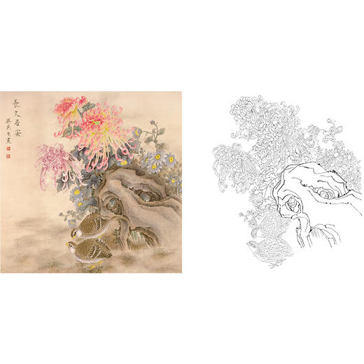梁燕生工笔花鸟白描底稿-菊花鹌鹑《长久居安》-斗方小品册页-多种白描尺寸可选-A272 商品图0