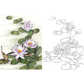工笔花鸟白描底稿-荷花睡莲-斗方小品册页-A305