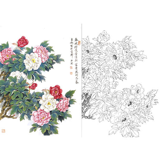 竖幅工笔花鸟白描底稿-花卉-牡丹-A228 商品图0