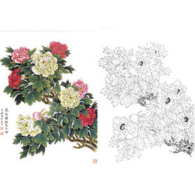 工笔花鸟白描底稿-花卉牡丹-斗方小品册页-A223