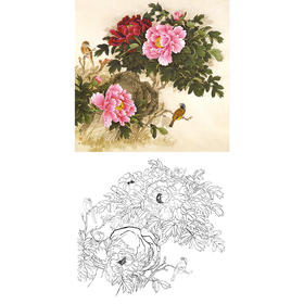 梁燕生工笔花鸟白描底稿-牡丹-斗方小品册页-A281
