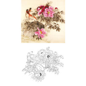 梁燕生工笔花鸟白描底稿-牡丹绶带鸟-斗方小品册页-A278