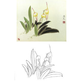 工笔花鸟白描底稿-花卉-斗方小品册页-A220