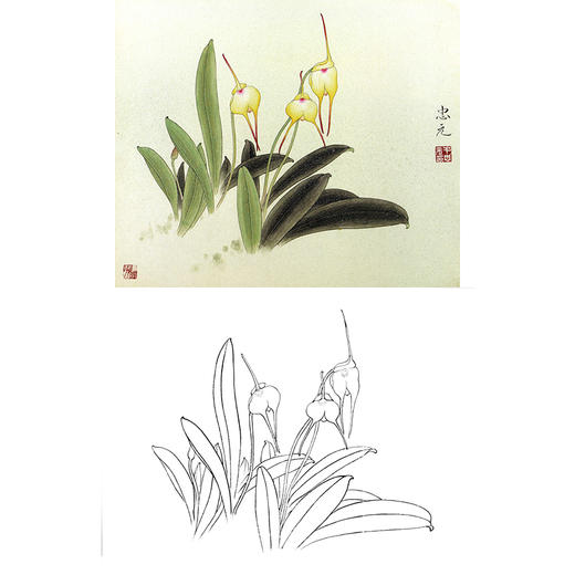 工笔花鸟白描底稿-花卉-斗方小品册页-A220 商品图0
