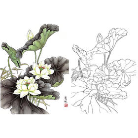工笔花鸟白描底稿-荷花-斗方小品册页-A302