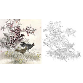 工笔花鸟白描底稿-野鸡-斗方小品册页-A321