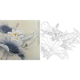 工笔花鸟白描底稿-荷花-斗方小品册页-A268