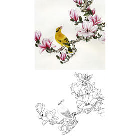 工笔花鸟白描底稿-玉兰花黄鹂-斗方小品册页-A298