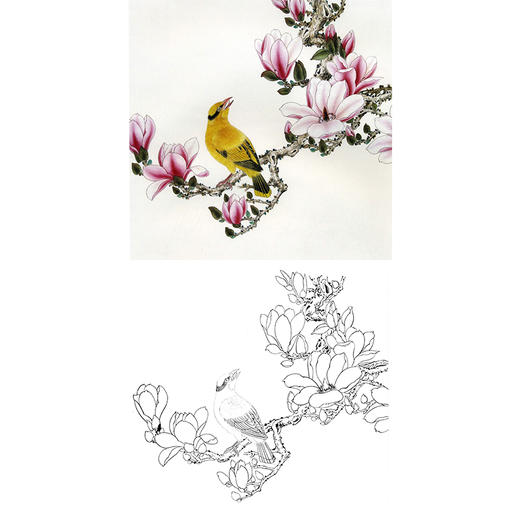 工笔花鸟白描底稿-玉兰花黄鹂-斗方小品册页-A298 商品图0