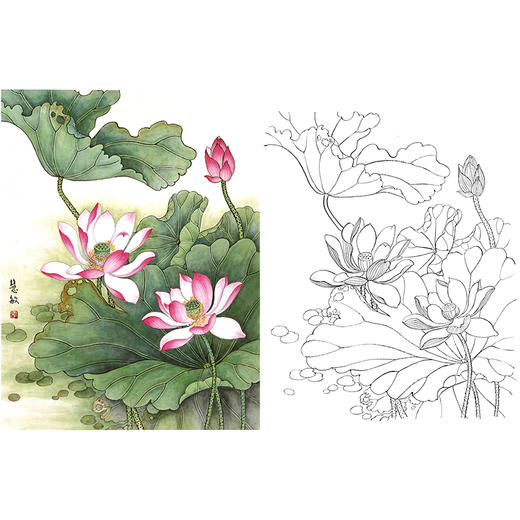 工笔花鸟白描底稿-荷花-斗方小品册页-A303 商品图0