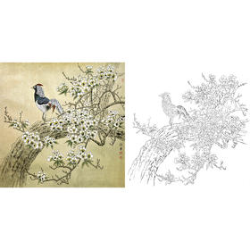 工笔花鸟白描底稿-野鸡-斗方小品册页-A316