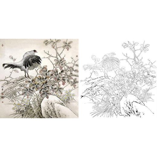工笔花鸟白描底稿野鸡斗方小品册页a320