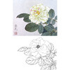 工笔花鸟白描底稿-花卉山茶花-斗方小品册页-A240 商品缩略图0