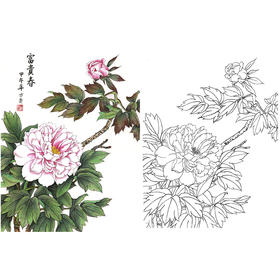 工笔花鸟白描底稿-牡丹-斗方小品册页-A300